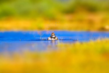 Sevimli litte kuş Plover. Yeşil, sarı ve mavi renk doğa arka plan. Kuş; Küçük Halkalı Yağmurcun. Charadrius dubius.