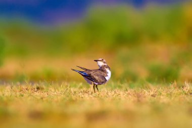 Sevimli litte kuş Plover. Yeşil, sarı ve mavi renk doğa arka plan. Kuş; Küçük Halkalı Yağmurcun. Charadrius dubius.