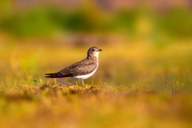 Sevimli kuş Yakalı Pratincole. Yeşil sarı doğa arka plan. Kuş: Yakalı Pratincole. Glareola pratincola. Bafa Gölü. Türkiye.