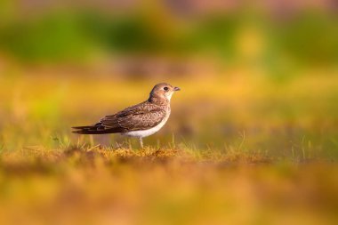 Sevimli kuş Yakalı Pratincole. Yeşil sarı doğa arka plan. Kuş: Yakalı Pratincole. Glareola pratincola. Bafa Gölü. Türkiye.