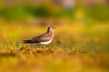 Sevimli kuş Yakalı Pratincole. Yeşil sarı doğa arka plan. Kuş: Yakalı Pratincole. Glareola pratincola. Bafa Gölü. Türkiye.