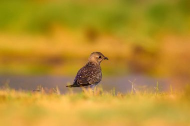 Sevimli kuş Yakalı Pratincole. Yeşil sarı doğa arka plan. Kuş: Yakalı Pratincole. Glareola pratincola. Bafa Gölü. Türkiye.