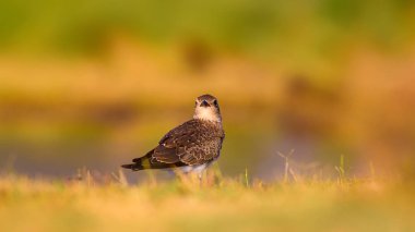 Sevimli kuş Yakalı Pratincole. Yeşil sarı doğa arka plan. Kuş: Yakalı Pratincole. Glareola pratincola. Bafa Gölü. Türkiye.