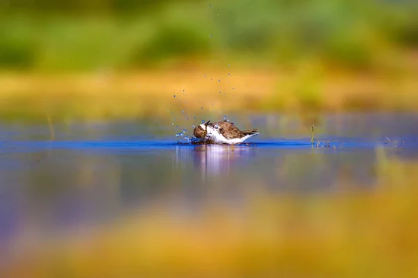 Linda Salchicha Pájaro Pequeño Fondo Naturaleza Color Verde Amarillo Azul — Foto de Stock