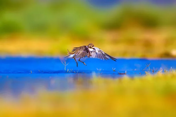 Cute Litte Ptak Plover Zielony Żółty Niebieski Kolor Tle Natury — Zdjęcie stockowe