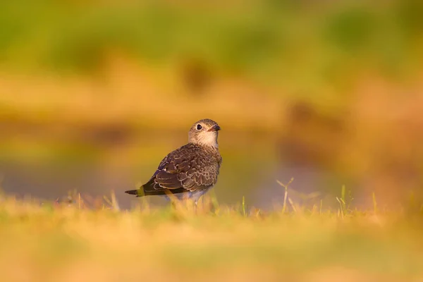 Cute Ptak Collared Pratincole Zielone Żółte Tło Przyrodnicze Ptak Collared — Zdjęcie stockowe