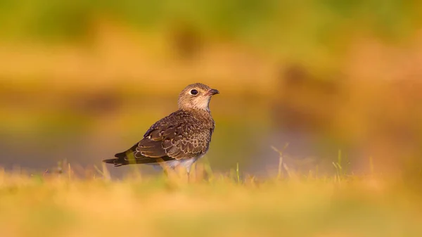 Sevimli Kuş Yakalı Pratincole Yeşil Sarı Doğa Arka Plan Kuş — Stok fotoğraf