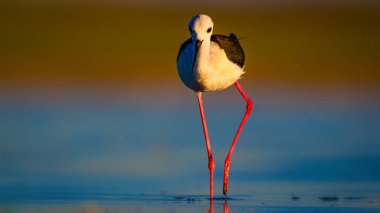 Sevimli su kuşu. Siyah kanatlı Stilt. Renkli doğa habitat arka plan. Siyah kanatlı Stilt Himantopus himantopus.