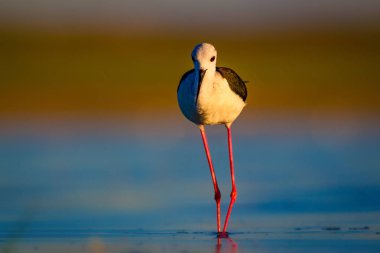 Sevimli su kuşu. Siyah kanatlı Stilt. Renkli doğa habitat arka plan. Siyah kanatlı Stilt Himantopus himantopus.