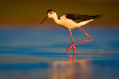 Sevimli su kuşu. Siyah kanatlı Stilt. Renkli doğa habitat arka plan. Siyah kanatlı Stilt Himantopus himantopus.