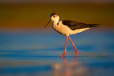 Sevimli su kuşu. Siyah kanatlı Stilt. Renkli doğa habitat arka plan. Siyah kanatlı Stilt Himantopus himantopus.