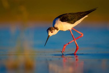 Sevimli su kuşu. Siyah kanatlı Stilt. Renkli doğa habitat arka plan. Siyah kanatlı Stilt Himantopus himantopus.