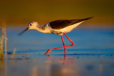 Sevimli su kuşu. Siyah kanatlı Stilt. Renkli doğa habitat arka plan. Siyah kanatlı Stilt Himantopus himantopus.