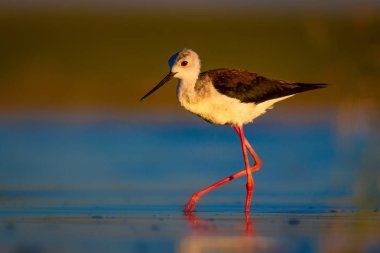 Sevimli su kuşu. Siyah kanatlı Stilt. Renkli doğa habitat arka plan. Siyah kanatlı Stilt Himantopus himantopus.