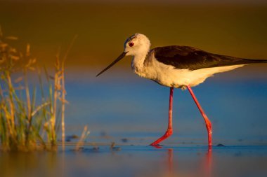 Sevimli su kuşu. Siyah kanatlı Stilt. Renkli doğa habitat arka plan. Siyah kanatlı Stilt Himantopus himantopus.