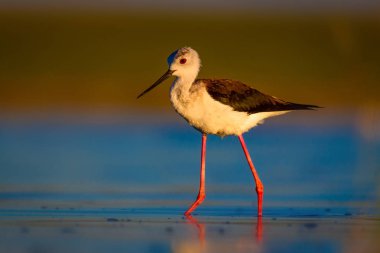 Sevimli su kuşu. Siyah kanatlı Stilt. Renkli doğa habitat arka plan. Siyah kanatlı Stilt Himantopus himantopus.