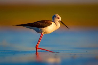 Sevimli su kuşu. Siyah kanatlı Stilt. Renkli doğa habitat arka plan. Siyah kanatlı Stilt Himantopus himantopus.