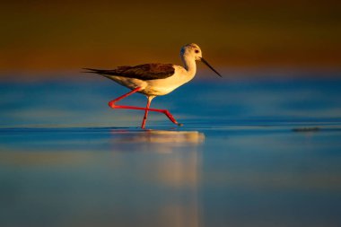 Sevimli su kuşu. Siyah kanatlı Stilt. Renkli doğa habitat arka plan. Siyah kanatlı Stilt Himantopus himantopus.