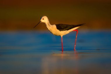 Sevimli su kuşu. Siyah kanatlı Stilt. Renkli doğa habitat arka plan. Siyah kanatlı Stilt Himantopus himantopus.