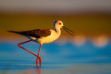 Sevimli su kuşu. Siyah kanatlı Stilt. Renkli doğa habitat arka plan. Siyah kanatlı Stilt Himantopus himantopus.