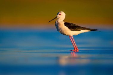 Sevimli su kuşu. Siyah kanatlı Stilt. Renkli doğa habitat arka plan. Siyah kanatlı Stilt Himantopus himantopus.