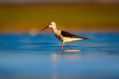 Sevimli su kuşu. Siyah kanatlı Stilt. Renkli doğa habitat arka plan. Siyah kanatlı Stilt Himantopus himantopus.