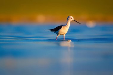 Sevimli su kuşu. Siyah kanatlı Stilt. Renkli doğa habitat arka plan. Siyah kanatlı Stilt Himantopus himantopus.