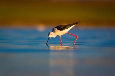 Sevimli su kuşu. Siyah kanatlı Stilt. Renkli doğa habitat arka plan. Siyah kanatlı Stilt Himantopus himantopus.