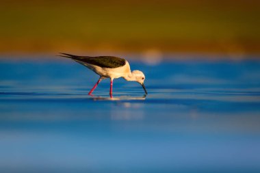 Sevimli su kuşu. Siyah kanatlı Stilt. Renkli doğa habitat arka plan. Siyah kanatlı Stilt Himantopus himantopus.