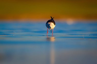 Sevimli su kuşu. Siyah kanatlı Stilt. Renkli doğa habitat arka plan. Siyah kanatlı Stilt Himantopus himantopus.