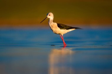 Sevimli su kuşu. Siyah kanatlı Stilt. Renkli doğa habitat arka plan. Siyah kanatlı Stilt Himantopus himantopus.