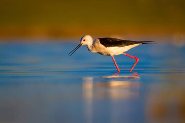 Sevimli su kuşu. Siyah kanatlı Stilt. Renkli doğa habitat arka plan. Siyah kanatlı Stilt Himantopus himantopus.