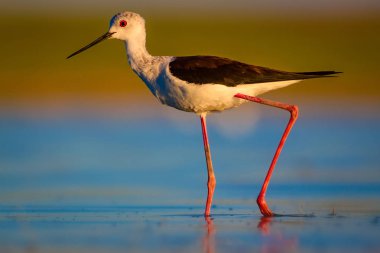 Sevimli su kuşu. Siyah kanatlı Stilt. Renkli doğa habitat arka plan. Siyah kanatlı Stilt Himantopus himantopus.
