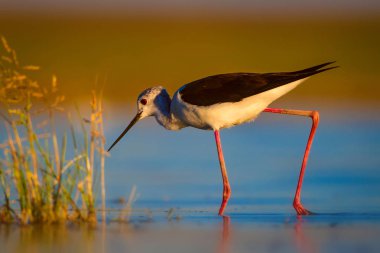 Sevimli su kuşu. Siyah kanatlı Stilt. Renkli doğa habitat arka plan. Siyah kanatlı Stilt Himantopus himantopus.