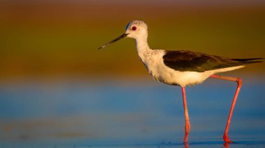 Sevimli su kuşu. Siyah kanatlı Stilt. Renkli doğa habitat arka plan. Siyah kanatlı Stilt Himantopus himantopus.