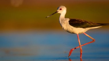 Sevimli su kuşu. Siyah kanatlı Stilt. Renkli doğa habitat arka plan. Siyah kanatlı Stilt Himantopus himantopus.