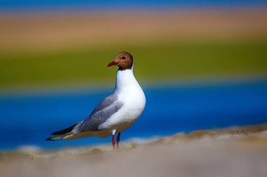 Martı. Renkli doğa arka plan. Kuş: Siyah başlı Martı Chroicocephalus ridibundus.