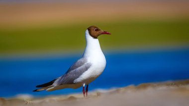 Martı. Renkli doğa arka plan. Kuş: Siyah başlı Martı Chroicocephalus ridibundus.