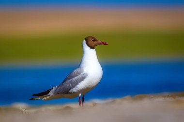 Martı. Renkli doğa arka plan. Kuş: Siyah başlı Martı Chroicocephalus ridibundus.