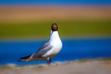 Martı. Renkli doğa arka plan. Kuş: Siyah başlı Martı Chroicocephalus ridibundus.