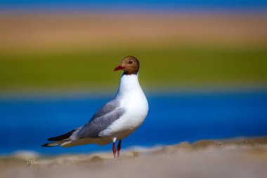 Martı. Renkli doğa arka plan. Kuş: Siyah başlı Martı Chroicocephalus ridibundus.