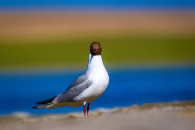 Martı. Renkli doğa arka plan. Kuş: Siyah başlı Martı Chroicocephalus ridibundus.