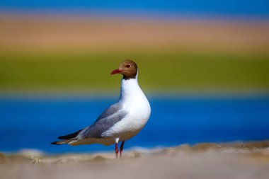 Martı. Renkli doğa arka plan. Kuş: Siyah başlı Martı Chroicocephalus ridibundus.