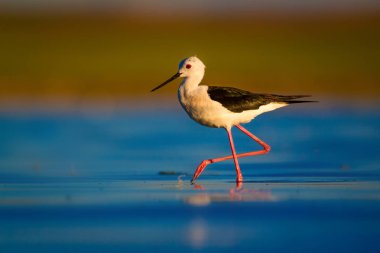 Sevimli su kuşu. Siyah kanatlı Stilt. Renkli doğa habitat arka plan. Siyah kanatlı Stilt Himantopus himantopus.