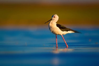Sevimli su kuşu. Siyah kanatlı Stilt. Renkli doğa habitat arka plan. Siyah kanatlı Stilt Himantopus himantopus.