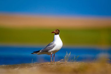 Martı. Renkli doğa arka plan. Kuş: Siyah başlı Martı Chroicocephalus ridibundus.