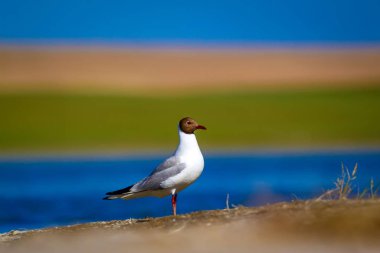 Martı. Renkli doğa arka plan. Kuş: Siyah başlı Martı Chroicocephalus ridibundus.