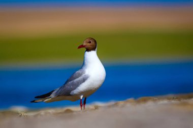 Martı. Renkli doğa arka plan. Kuş: Siyah başlı Martı Chroicocephalus ridibundus.