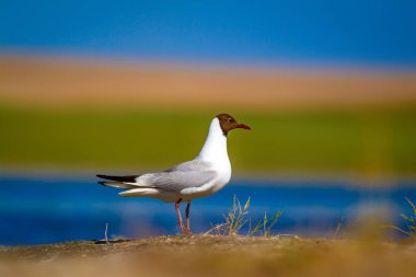 Martı. Renkli doğa arka plan. Kuş: Siyah başlı Martı Chroicocephalus ridibundus.