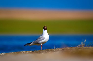 Martı. Renkli doğa arka plan. Kuş: Siyah başlı Martı Chroicocephalus ridibundus.